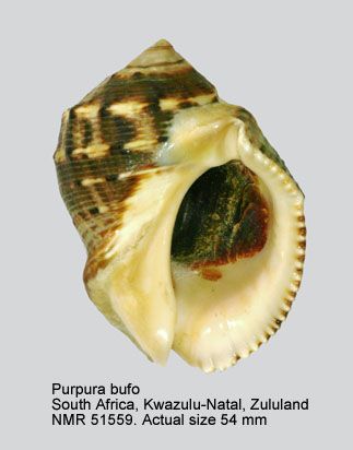 Purpura bufo.jpg - Purpura bufoLamarck,1822